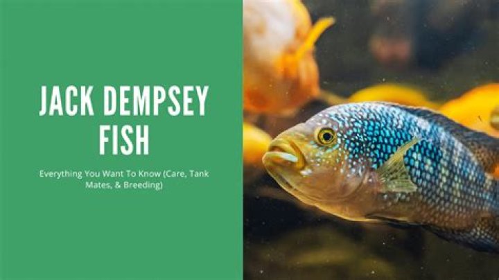 Jack Dempsey - Bio, Age, height, Wiki, Facts and Family