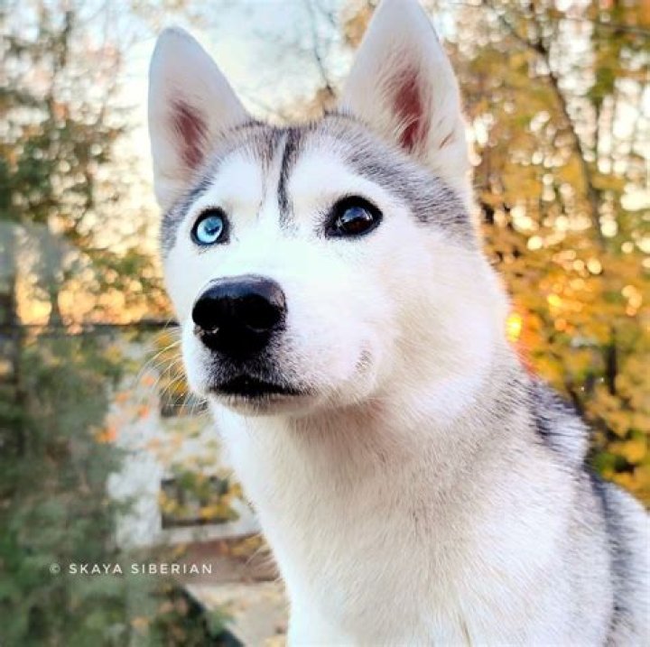 Skaya Siberian (pet) - Wikipedia, Age, Net Worth, Biography , Spotify, TikTok, Facebook, Facts and Family
